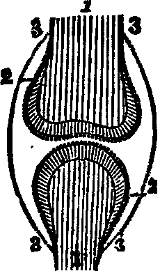 Illustration:
Fig. 17. Bones of a joint.