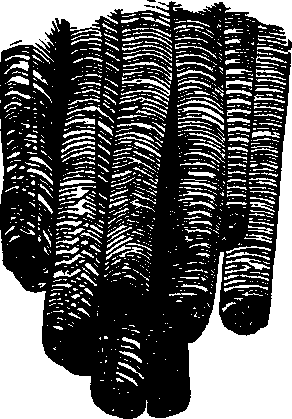 Illustration:
Fig. 19. Muscular fillers highly magnified.
