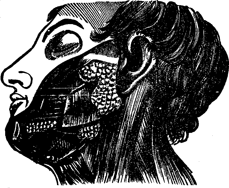 Illustration:
Fig. 27. The salivary glands. 