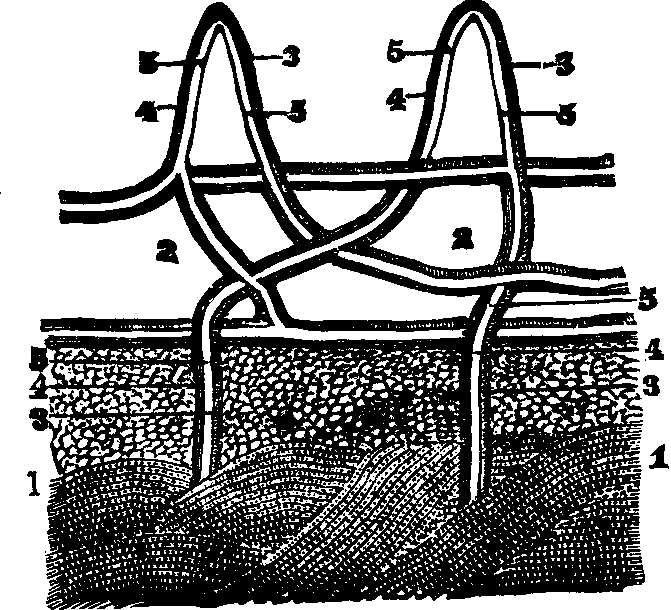 Illustration:
Fig. 47. A section of the skin, showing its arteries and veins.