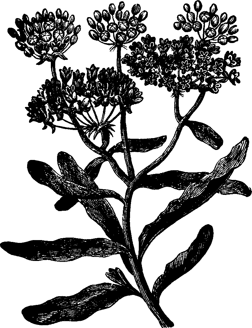 Illustration:
Fig. 127. Pleurisy-root. 